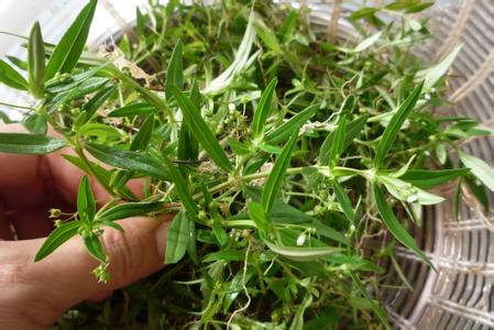 百花蛇舌草的功效,您知道多少?