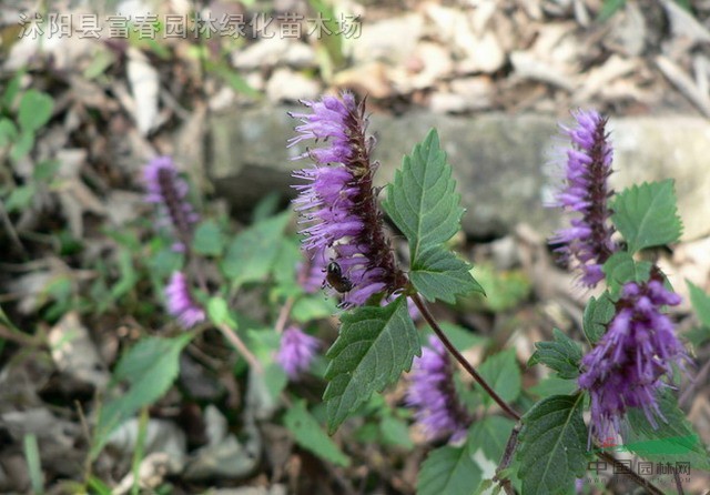 老中医最喜欢的植物——荆芥,平常人根本不知道它的用途