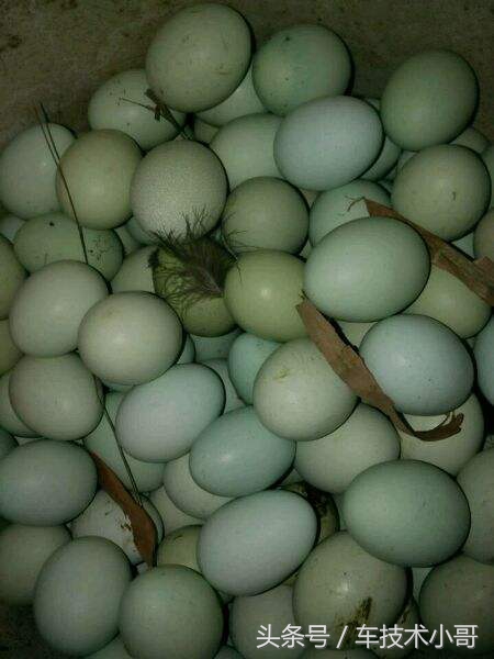 1分钟卖出20万枚乌鸡蛋,里面究竟有什么秘诀?