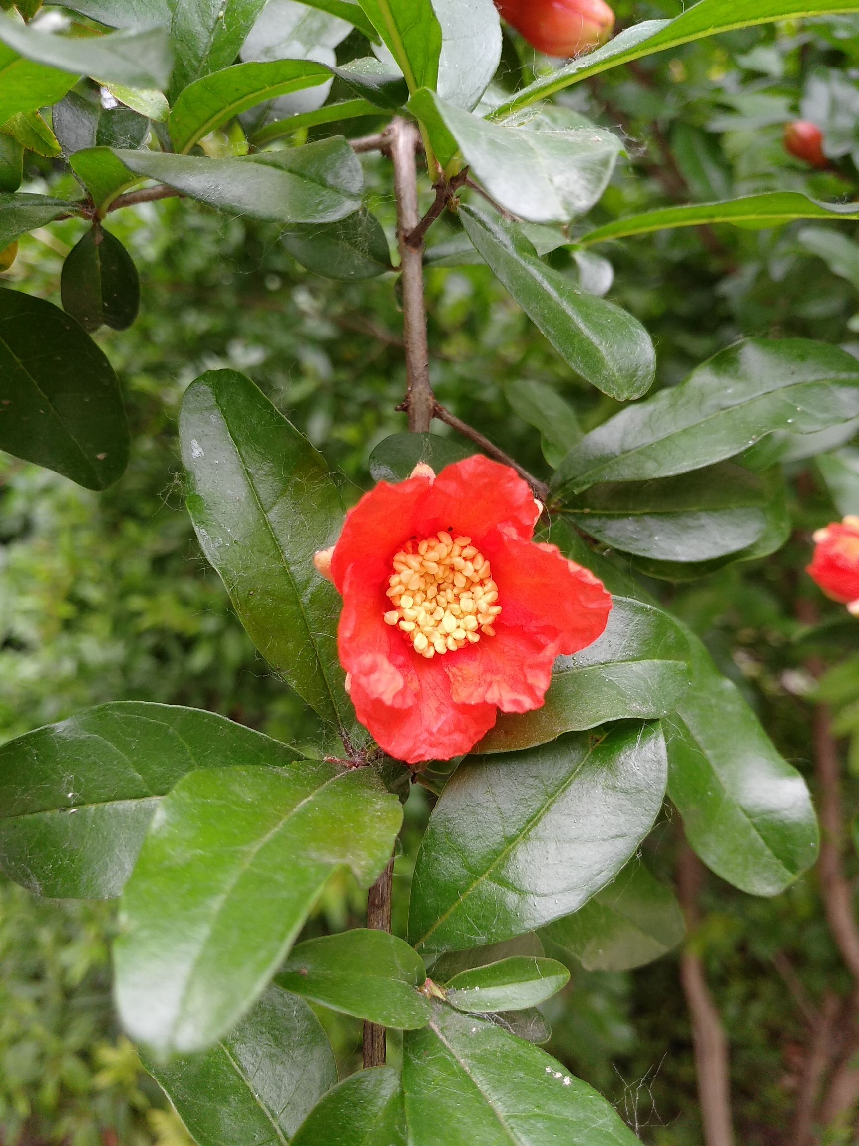 石榴花的作用是什么（一朵石榴花能抵六味中药）