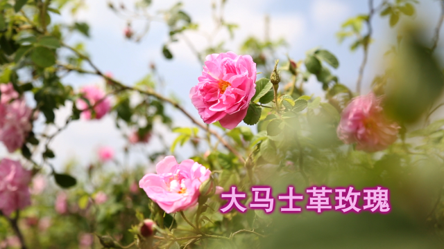 感人！老板贷款千万给花农盖别墅……自己年赚800万