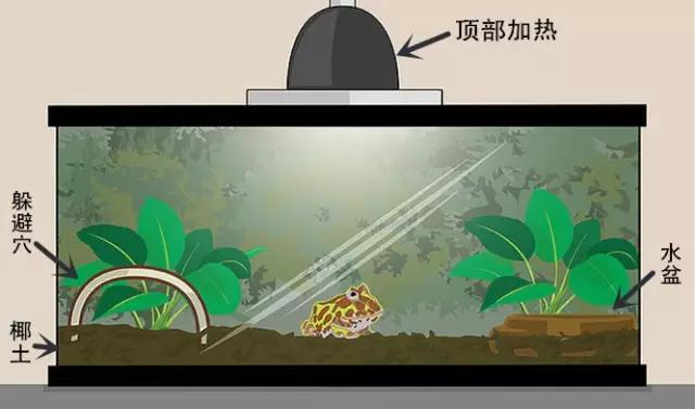 角蛙的壽命,角蛙的壽命有多長時間