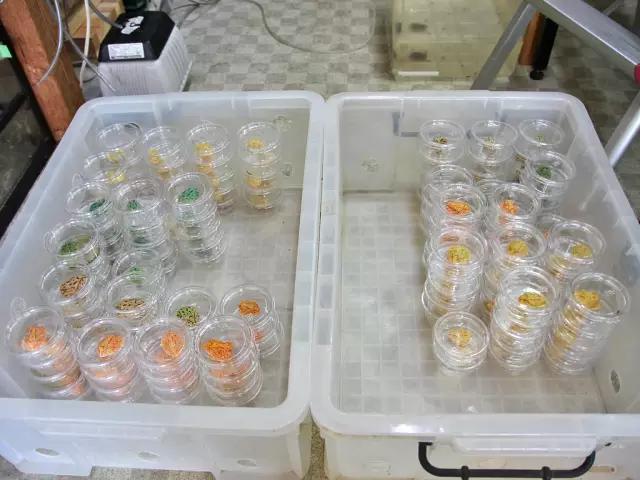 角蛙的壽命,角蛙的壽命有多長時間