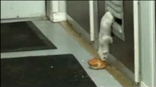 别人家的猫洗澡