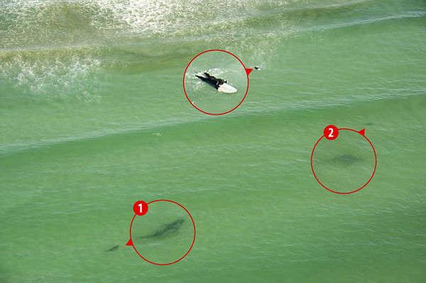 海滩神秘生物吃人(女子海边冲浪身后跟了5条鲨鱼 实拍鲨鱼吃人残忍过程)