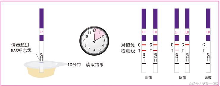 女性找到排卵最佳受孕时间，男宝一发即中，当月就怀上！