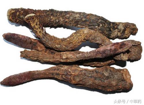 ​ 深山秘藏：十种藏药珍品，治愈无数疑难杂症，世间罕见。
