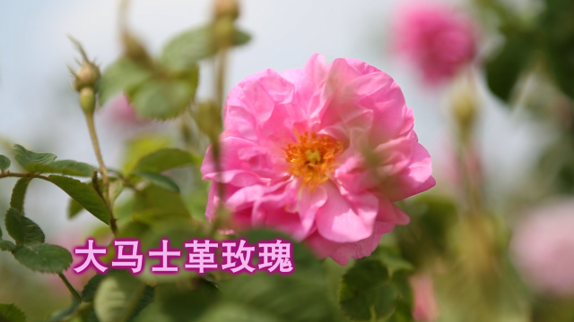 感人！老板贷款千万给花农盖别墅……自己年赚800万