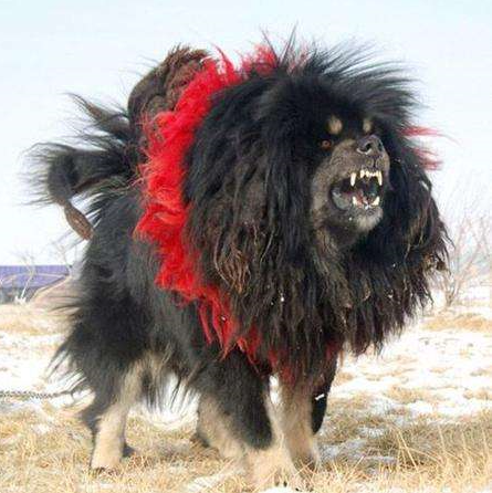 全世界戰鬥力最強的犬類品種 天天看點