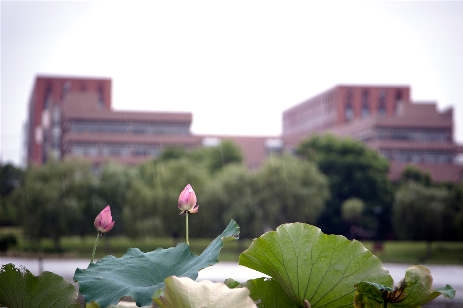 学霸云集的浙大竺可桢学院有多牛？毕业生去向报告说明问题！
