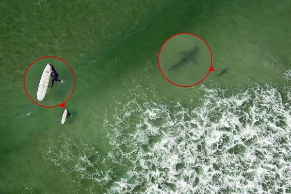 海滩神秘生物吃人(女子海边冲浪身后跟了5条鲨鱼 实拍鲨鱼吃人残忍过程)