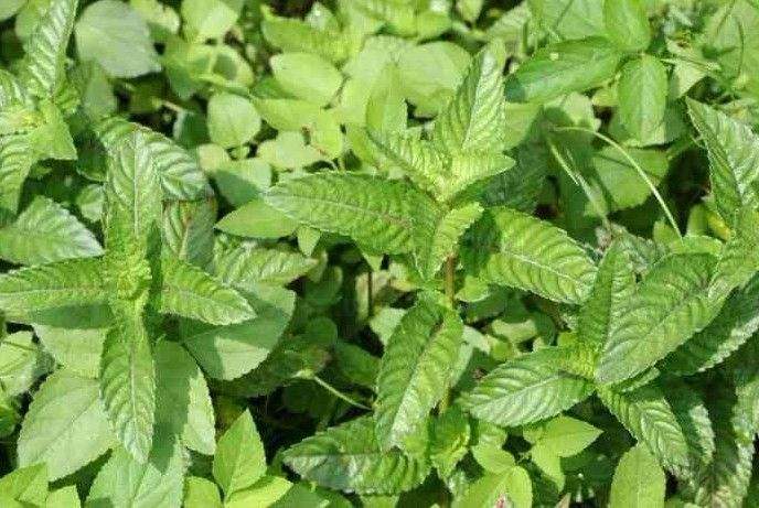 两岸称呼大不同——食品篇