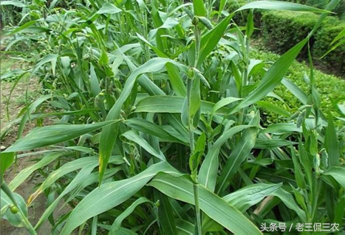 尿珠子的功效与作用及食用方法 -骁龙网