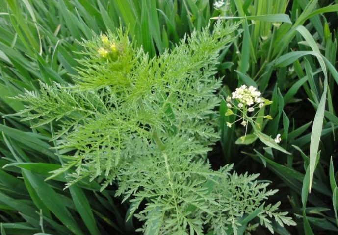 米米蒿油的功效与作用-我的快乐小窝