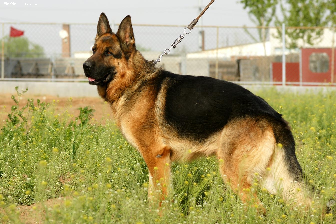 第一种:泰迪犬价格:一般品相的泰迪犬,价格在600-1500元;纯种品相好的