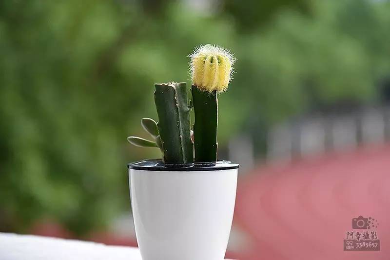 2017高考必胜！为上犹中学的学子们加油！