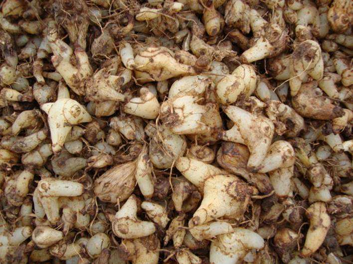 他们都是三七好搭档,你都认识吗?