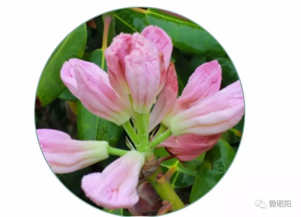 「周末去哪里」小龙洞宁边大岩洞的万亩木耳花如期绽放~