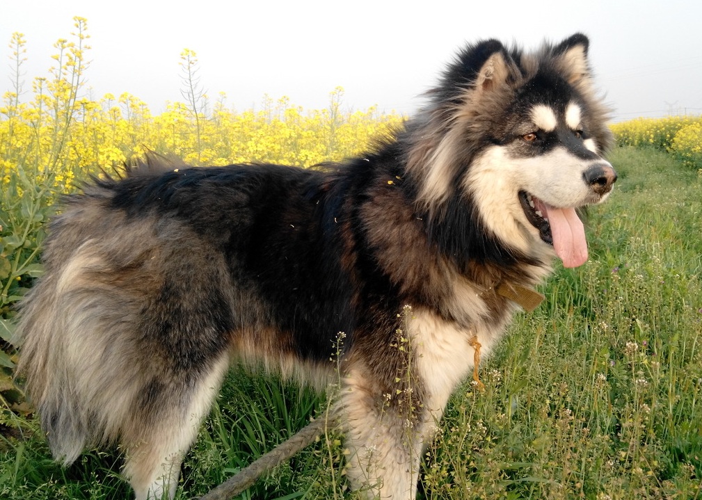 各种宠物狗价格大盘点