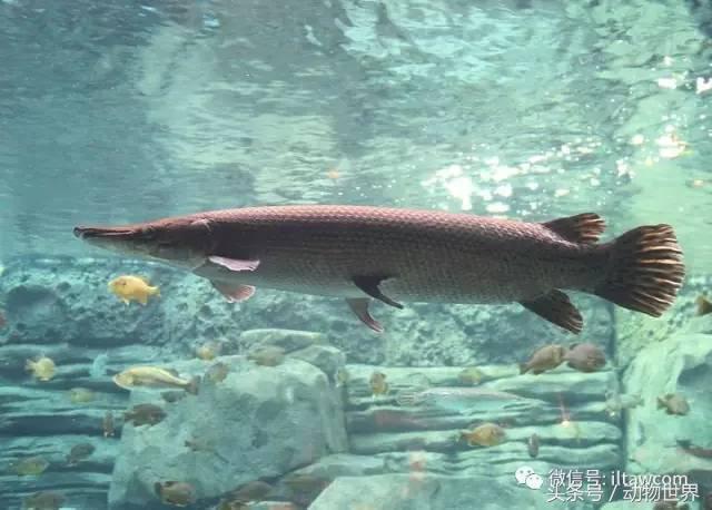 世界上的6種大型淡水魚類 天天看點