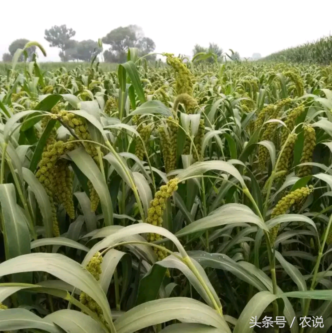 山西沁县小米少量供应，市场价一斤十块钱左右，揭秘生产地价格