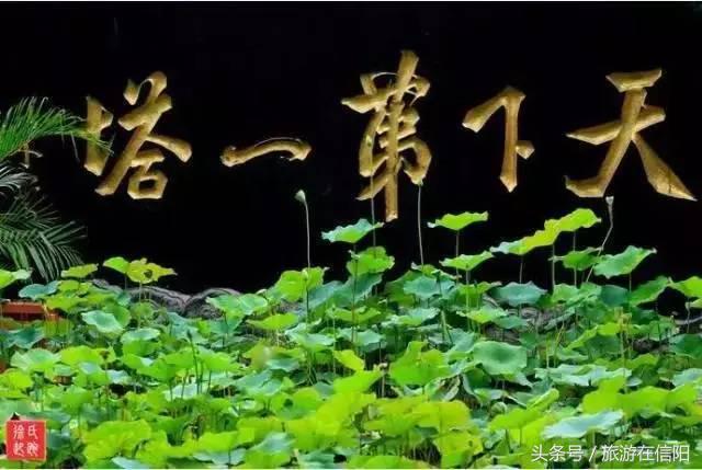 赏荷花、尝藕宴、品莲茶：河南也可采莲，清凉整个夏天