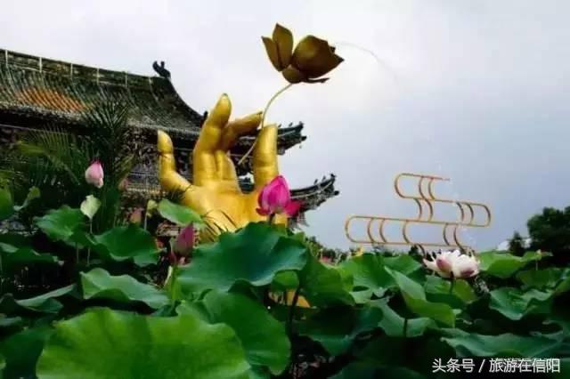 赏荷花、尝藕宴、品莲茶：河南也可采莲，清凉整个夏天