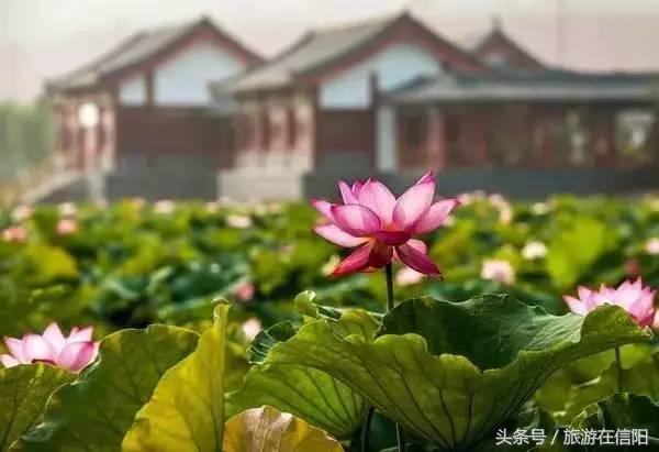 赏荷花、尝藕宴、品莲茶：河南也可采莲，清凉整个夏天