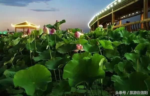 赏荷花、尝藕宴、品莲茶：河南也可采莲，清凉整个夏天