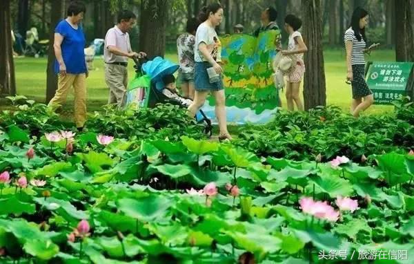 赏荷花、尝藕宴、品莲茶：河南也可采莲，清凉整个夏天