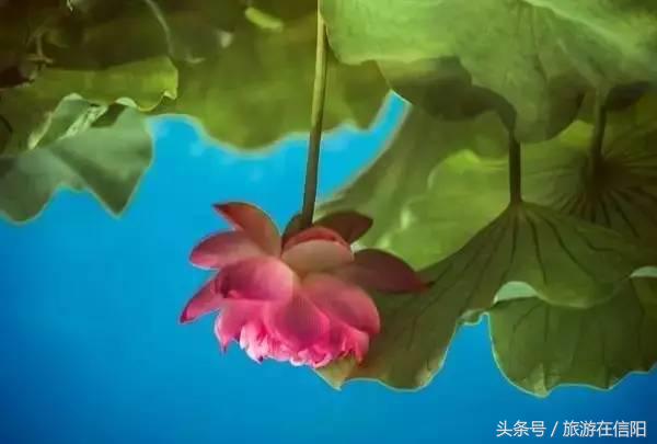 赏荷花、尝藕宴、品莲茶：河南也可采莲，清凉整个夏天