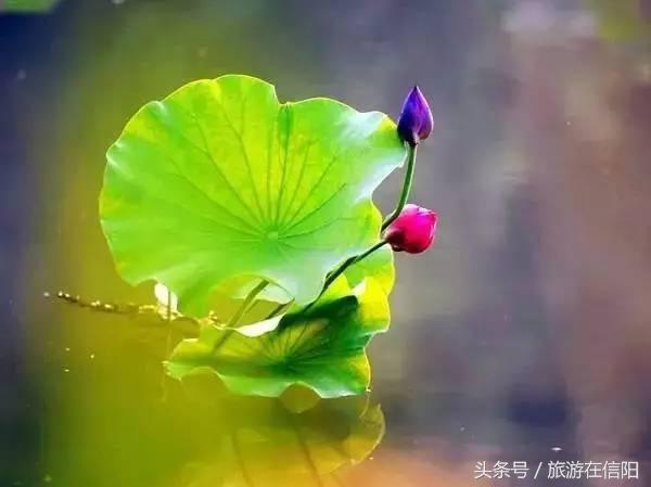 赏荷花、尝藕宴、品莲茶：河南也可采莲，清凉整个夏天