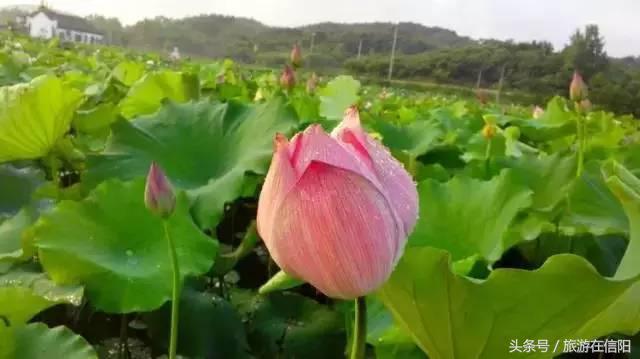 赏荷花、尝藕宴、品莲茶：河南也可采莲，清凉整个夏天