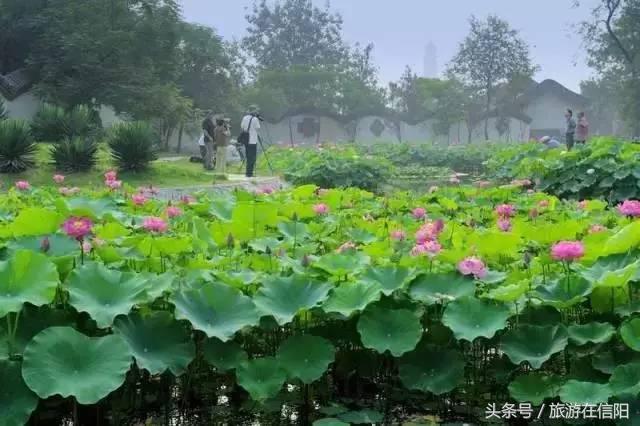 赏荷花、尝藕宴、品莲茶：河南也可采莲，清凉整个夏天