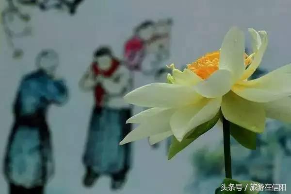 赏荷花、尝藕宴、品莲茶：河南也可采莲，清凉整个夏天