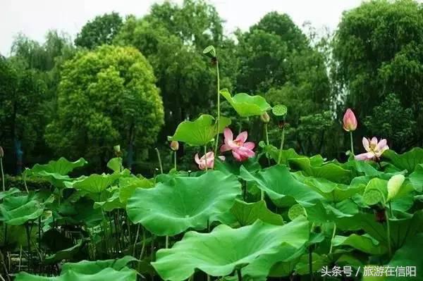 赏荷花、尝藕宴、品莲茶：河南也可采莲，清凉整个夏天