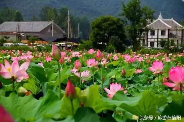 赏荷花、尝藕宴、品莲茶：河南也可采莲，清凉整个夏天