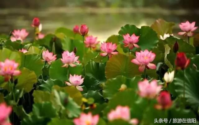 赏荷花、尝藕宴、品莲茶：河南也可采莲，清凉整个夏天