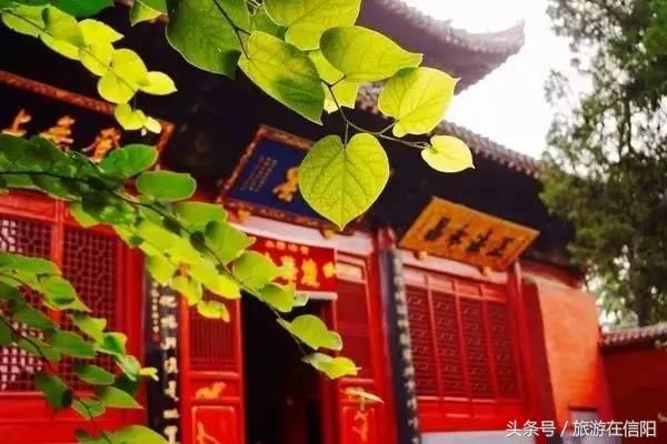 赏荷花、尝藕宴、品莲茶：河南也可采莲，清凉整个夏天