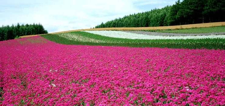 「清爽吉林22℃的夏天」长吉都市环线休闲游