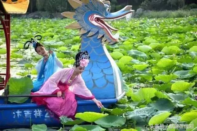 赏荷花、尝藕宴、品莲茶：河南也可采莲，清凉整个夏天