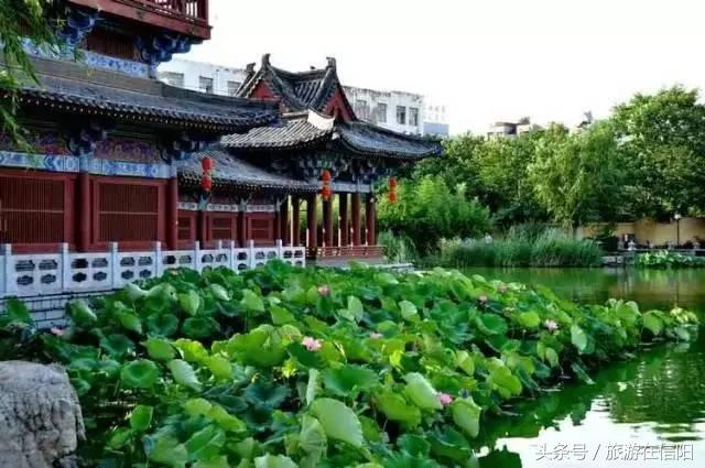 赏荷花、尝藕宴、品莲茶：河南也可采莲，清凉整个夏天