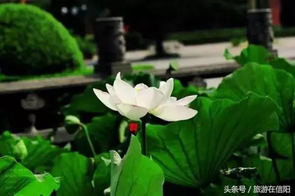 赏荷花、尝藕宴、品莲茶：河南也可采莲，清凉整个夏天