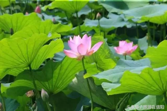 赏荷花、尝藕宴、品莲茶：河南也可采莲，清凉整个夏天