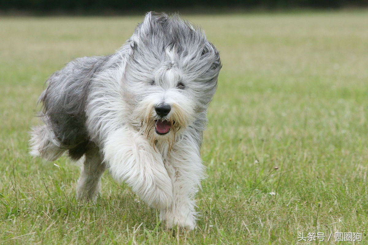 世界名犬——英国古代牧羊犬（畜牧犬）