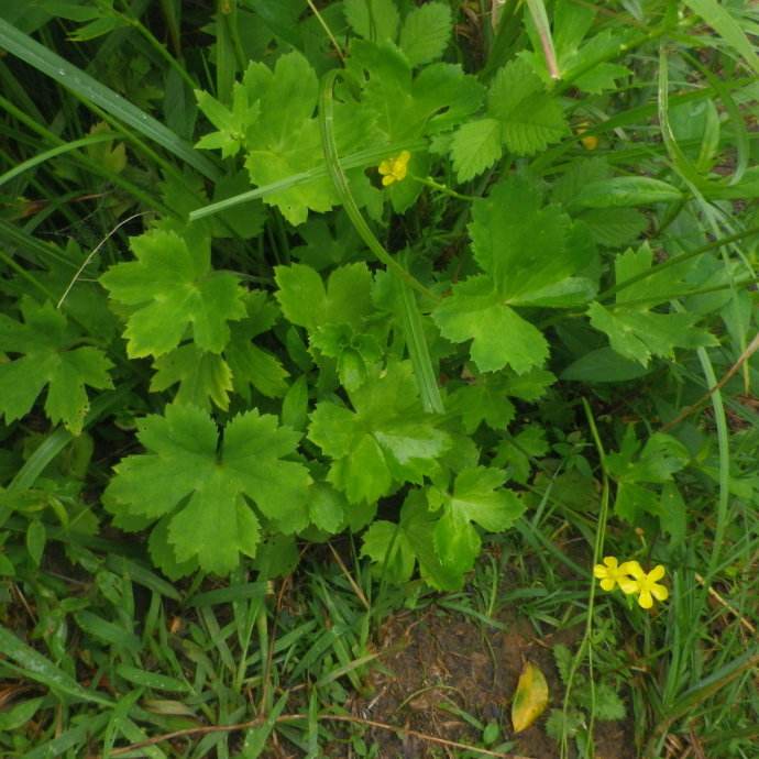 瞌睡草的功效与作用-我的快乐小窝