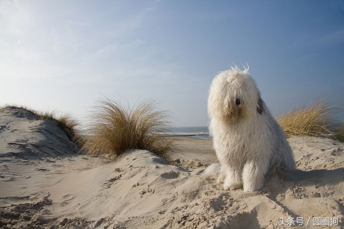 世界名犬——英国古代牧羊犬（畜牧犬）