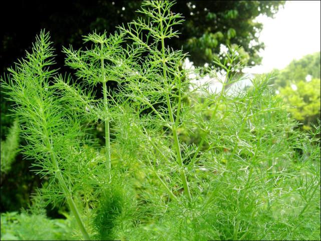 鼠尾草中国禁止有吗（不容错过的香草植物大盘点）