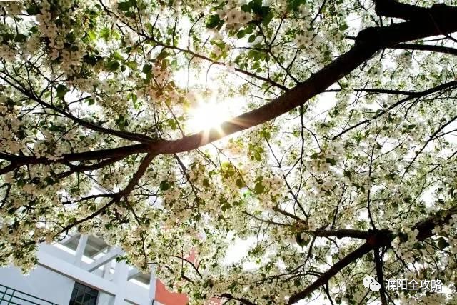 河南大学最特殊的一个学院，坐落于华夏龙都，今年起升为一本