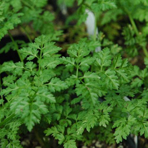 鼠尾草中国禁止有吗（不容错过的香草植物大盘点）